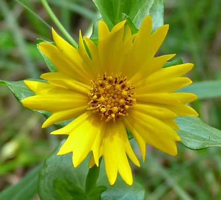 image of Coreopsis grandiflora var. harveyana, Large-flowered Coreopsis, Largeflower Tickseed