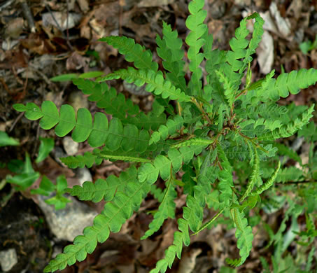 image of Comptonia peregrina, Sweet-fern