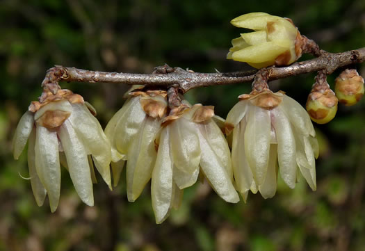 image of Chimonanthus praecox, Wintersweet