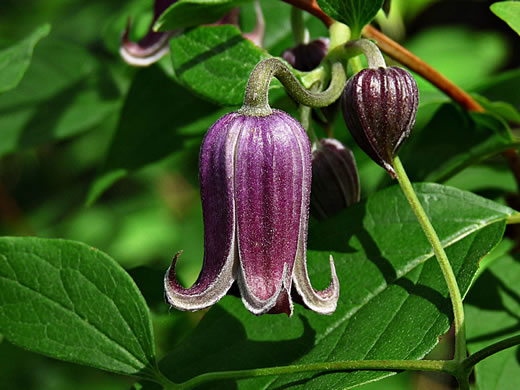 image of Clematis species 8, Ware's Leatherflower, Coosa Leatherflower