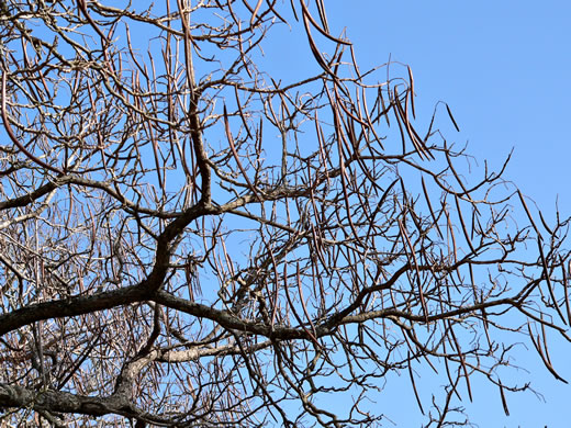 image of Catalpa speciosa, Northern Catalpa, Indian Cigar Tree, Catawba Tree