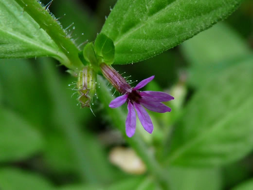 Namethatplant.net: Cuphea Viscosissima