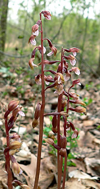 Spring Coralroot