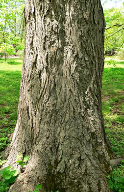 image of Carya laciniosa, Big Shellbark Hickory, Kingnut Hickory