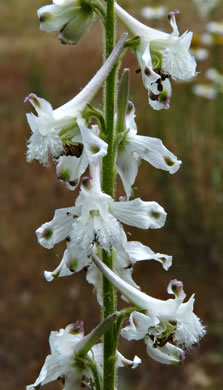 image of Delphinium carolinianum ssp. calciphilum, Glade Larkspur
