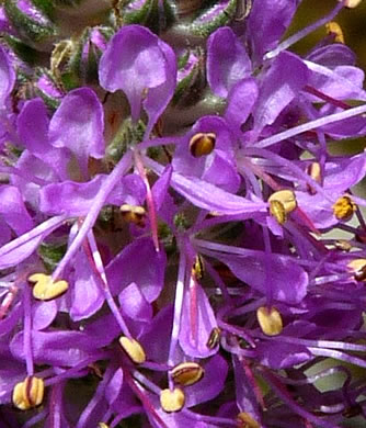 image of Dalea gattingeri, Gattinger's Prairie-clover, Purple-tassels