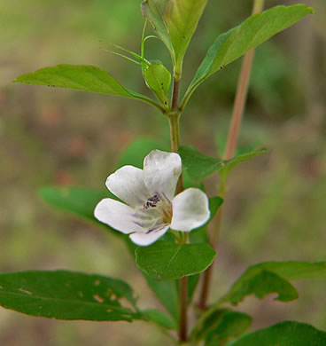 image of Dyschoriste humistrata, Swamp Twinflower, Swamp Dyschoriste