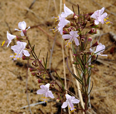 image of Dicerandra linearifolia +, coastal plain balm