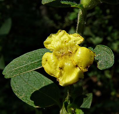 image of Dasistoma macrophyllum, Mullein Foxglove
