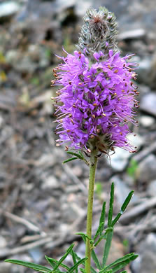 image of Dalea gattingeri, Gattinger's Prairie-clover, Purple-tassels