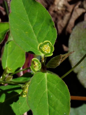 image of Euphorbia mercurialina, Cumberland Spurge, Mercury Spurge