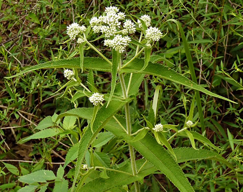 image of Eupatorium perfoliatum, Common Boneset