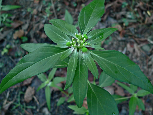 image of Euphorbia dentata, Toothed Spurge, Green Poinsettia, Wild Poinsettia, Painted Leaf