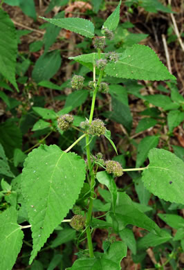 image of Fatoua villosa, Mulberry-weed, Crabweed, Foolish-weed