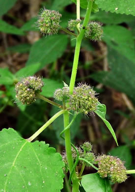 image of Fatoua villosa, Mulberry-weed, Crabweed, Foolish-weed