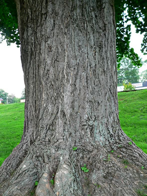image of Ginkgo biloba, Ginkgo, Maidenhair Tree