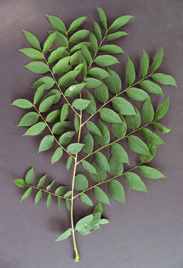 tripinnately compound leaf