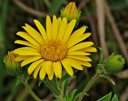 image of Heterotheca camporum var. glandulissima, Nashville Camphorweed, Lemon-yellow Goldenaster, Lemon-yellow False Goldenaster