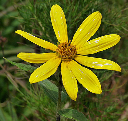 image of Helianthus hirsutus, Hairy Sunflower, Rough Sunflower
