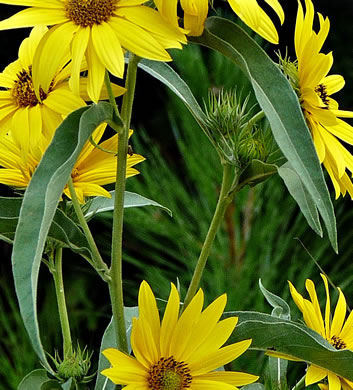 image of Helianthus maximilianii, Maximilian Sunflower