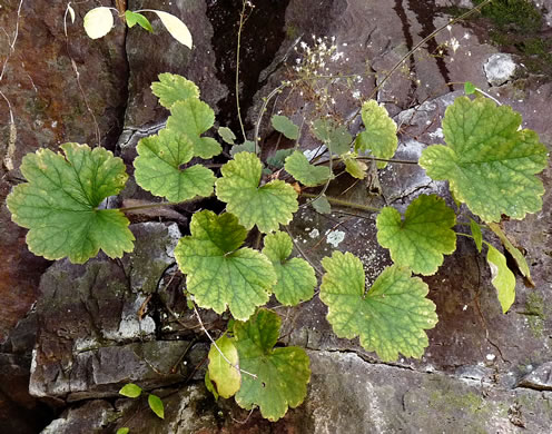 Heuchera parviflora var. parviflora, Littleflower Alumroot, Cave Alumroot, Cumberland Grotto Alumroot, Small-flower Alumroot
