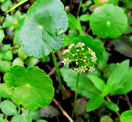 image of Hydrocotyle umbellata, Marsh Water-pennywort, Manyflower Marsh-pennywort