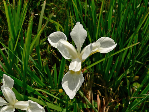 image of Iris sibirica, Siberian Iris
