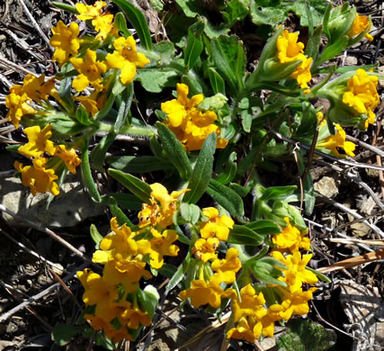 image of Lithospermum canescens, Hoary Puccoon, Indian-paint