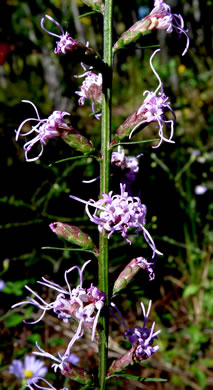 image of Liatris virgata, Wand Blazing-star