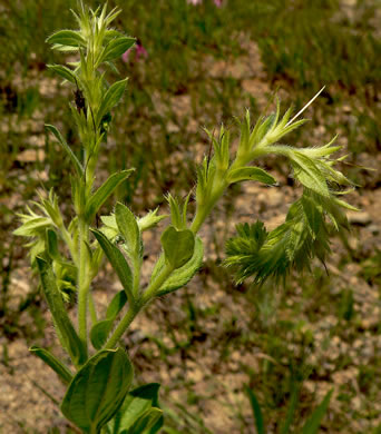 image of Lithospermum virginianum, Virginia Marbleseed, Virginia False Gromwell, Pineland Marbleseed