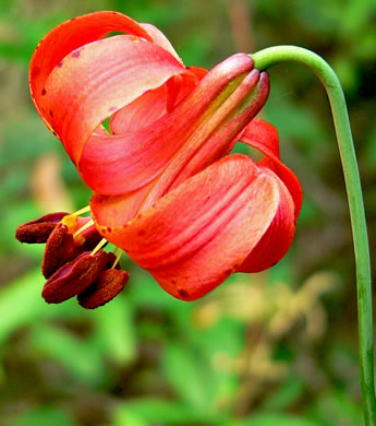 image of Lilium michiganense, Michigan Lily