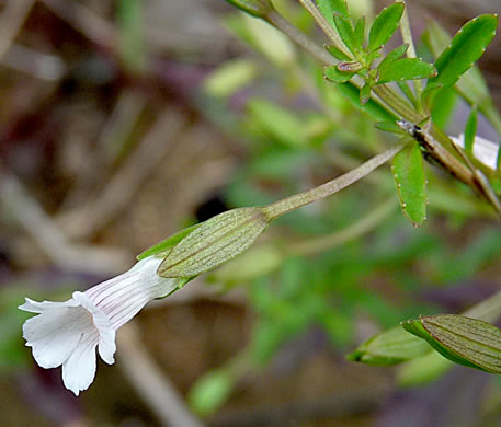 image of Mecardonia acuminata var. acuminata, Mecardonia, Common Axilflower