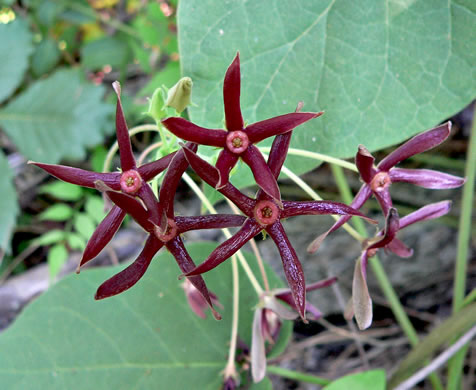 image of Matelea obliqua, Northern Spinypod, Limerock Milkvine, Climbing Milkvine