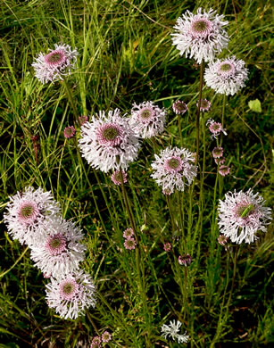 image of Marshallia angustifolia, Grassleaf Barbara's-buttons, Gulf Coast Barbara's-buttons