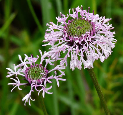 image of Marshallia angustifolia, Grassleaf Barbara's-buttons, Gulf Coast Barbara's-buttons