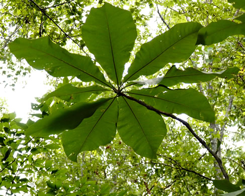 Magnolia tripetala, Umbrella Magnolia, Umbrella-tree