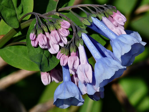 image of Mertensia virginica, Virginia Bluebells, Virginia Cowslip