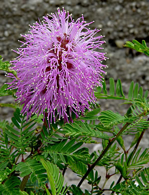 Namethatplant Net Mimosa Strigillosa