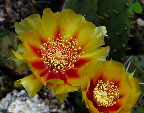 image of Opuntia cespitosa, Common Eastern Prickly Pear