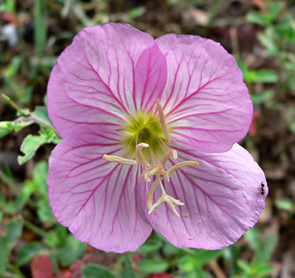 image of Oenothera speciosa, Showy Evening Primrose, White Evening Primrose, Pink-ladies, Pink Evening Primrose