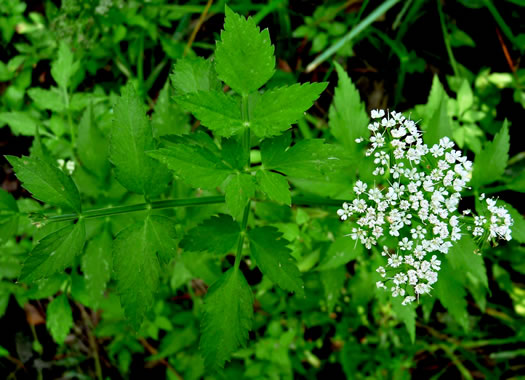 image of Oenanthe javanica, Water Celery, Water Parsley, Java Dropwort, Seri