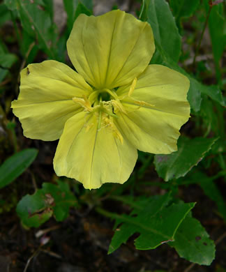 image of Oenothera triloba, Stemless Evening Primrose