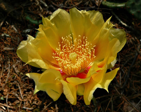 image of Opuntia cespitosa, Common Eastern Prickly Pear