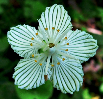 image of Parnassia asarifolia, Kidneyleaf Grass-of-Parnassus, Appalachian Grass-of-Parnassus, Brook Parnassia