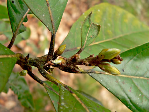 image of Persea borbonia, Upland Redbay