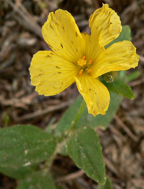 image of Piriqueta caroliniana, Carolina Piriqueta, Pitted Stripeseed