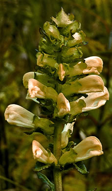 image of Pedicularis lanceolata, Swamp Lousewort