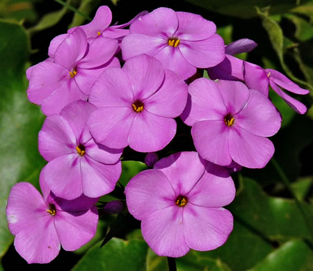 image of Phlox maculata ssp. maculata, Northern Meadow Phlox