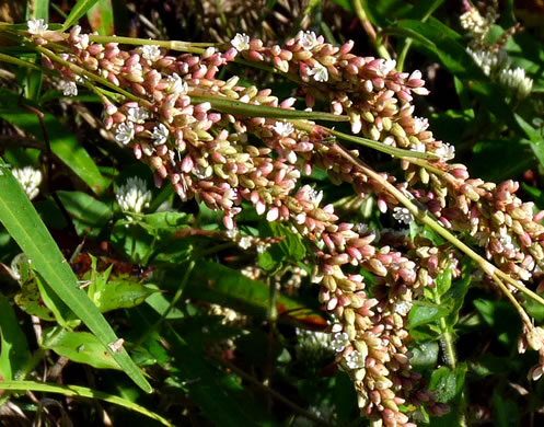 image of Persicaria pensylvanica, Pennsylvania Smartweed, Pinkweed, Common Smartweed