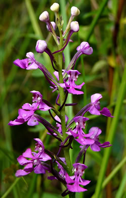 image of Platanthera peramoena, Purple Fringeless Orchid, Purple Spire Orchid, Pride-of-the-peak